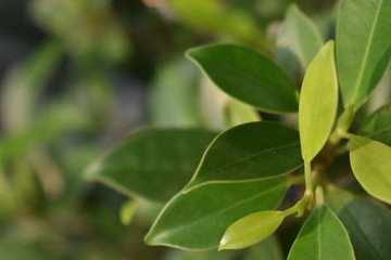 green leaves of tree in spring