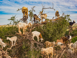 Ziegen klettern auf Arganabäumen und fressen Blätter und Früchte