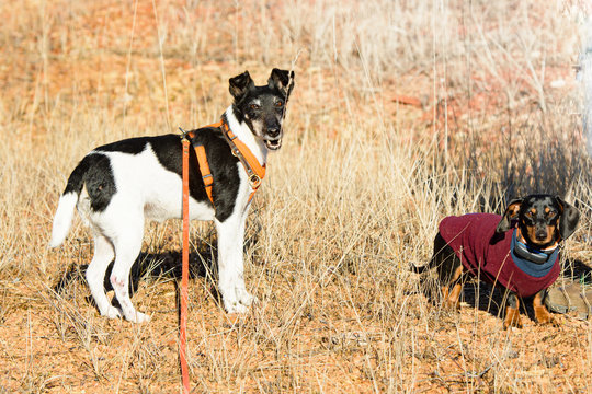Erdhunde