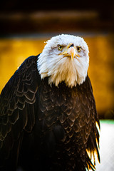 portrait of an american bald eagle