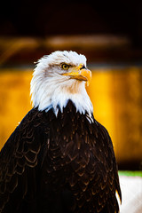 portrait of an american bald eagle
