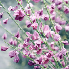 Fototapeta na wymiar Spartium flower close-up, stylized