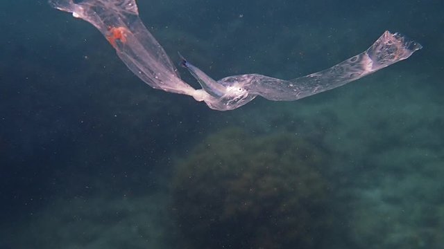 Little fish trapped inside a tiny hole of a single-use plastic causing its death.