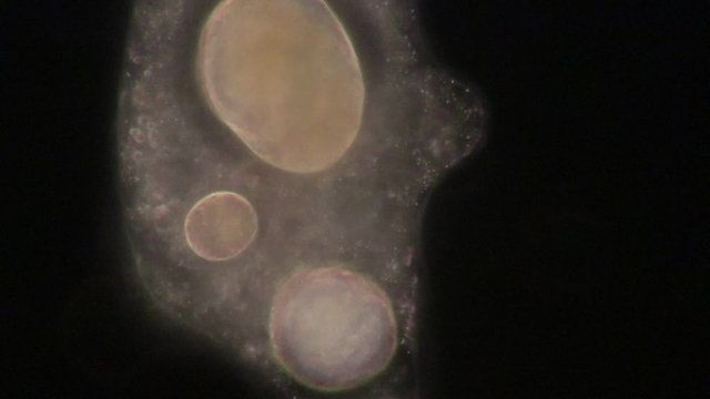 Amoebae move and feed by using pseudopods, which are bulges of cytoplasm formed by the coordinated action of actin microfilaments pushing out the plasma membrane that surrounds the cell.