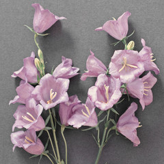 Fototapeta na wymiar Flowers pink bells lie on gray paper, greeting card