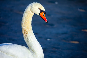 white swan