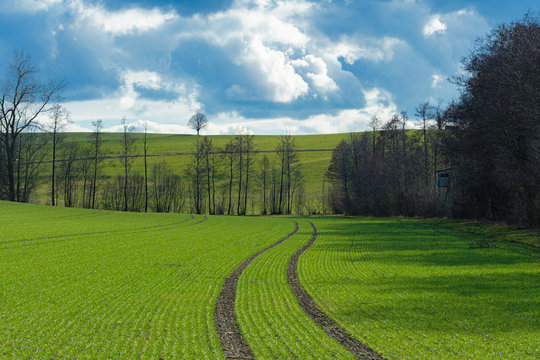 Getreideacker im Fr&uuml;hling