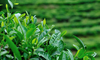 Green tea trees in spring