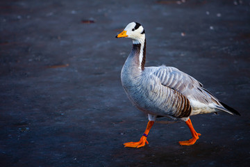 The bar-headed goose (Anser indicus)