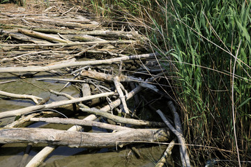 Po river (FE),  Italy - April 30, 2017: Trunks near Po river, Delta Regional Park, Emilia Romagna, Italy