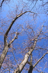 青空と咲き始めた桜の木