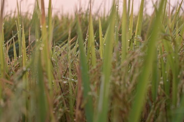 field of wheat