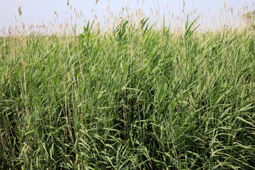 Po river (FE),  Italy - April 30, 2017: A reeds near Po river, Delta Regional Park, Emilia Romagna, Italy