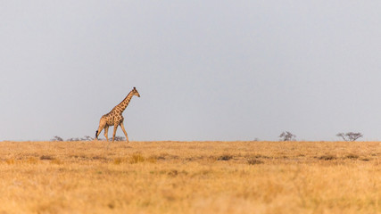 Giraffe on the horizon,  Etosha national park, Namibia © serge