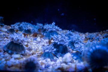 Floating jellyfish in an aquarium with breathtaking colors