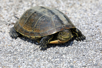 Po river (FE),  Italy - April 30, 2017: A turtle near Po river, Delta Regional Park, Emilia Romagna, Italy
