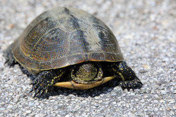 Po river (FE),  Italy - April 30, 2017: A turtle near Po river, Delta Regional Park, Emilia Romagna, Italy