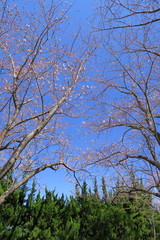 青空と咲き始めた桜の木とコニファー