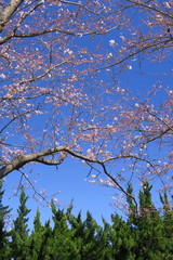 青空と咲き始めた桜の木とコニファー