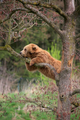 Braunbär (Ursus arctos) Jungtier sitzt auf Baum