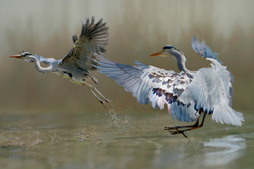  Graureiher (Ardea cinerea) oder Fischreiher, zwei Reiher starten vom Wasser aus