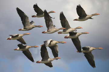 Graugans (Anser anser) Gruppe im Flug © Aggi Schmid