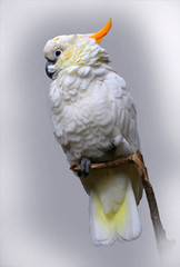 Kakadu (Cacatua) Papagei sitzt auf Ast © Aggi Schmid