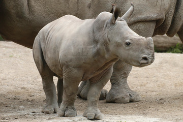 Naklejka premium Breitmaulnashorn (Ceratotherium simum) Jungtier