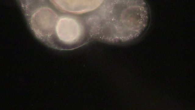 Amoebae move and feed by using pseudopods, which are bulges of cytoplasm formed by the coordinated action of actin microfilaments pushing out the plasma membrane that surrounds the cell.