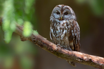 Waldkauz (Strix aluco) sitzt auf Ast