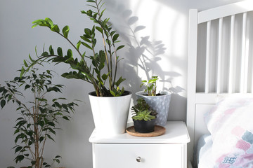 Scandinavian room interior with home plants in the bedrood near bed. Grey walls. Lifestyle, natural light concept.