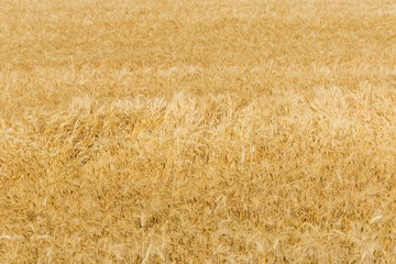 Background of the field of ripe wheat