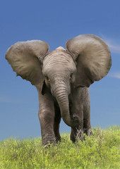 Afrikanische Elefant (Loxodonta africana) Jungtier, frontal