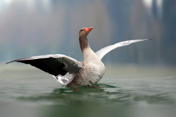 Graugans (Anser anser) landet auf Wasser