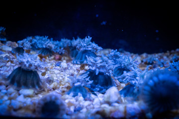 Naklejka premium Floating jellyfish in an aquarium with breathtaking colors