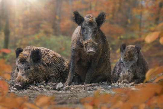 Wildschweine (Sus scrofa) liegen nebeneinander im Herbstwald