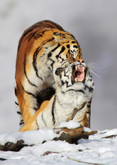  Königstiger (Panthera tigris) oder Bengal-Tiger, Paar im Schnee