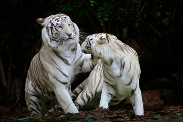 Königstiger oder weiße Tiger (Panthera tigris tigris) Paar