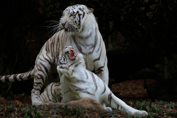  Königstiger oder weiße Tiger (Panthera tigris tigris) Paar