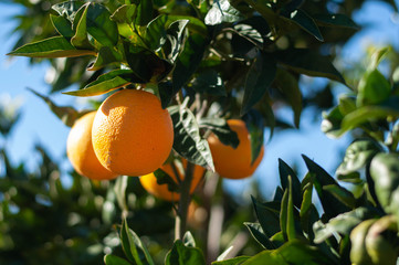 a few ripe oranges on a branch