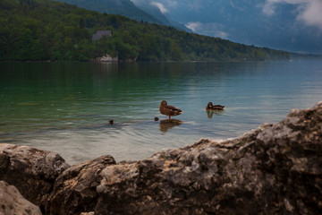 Obraz na płótnie Canvas Ducks in the Bohinj lake