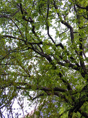 tops of apricot trees on a background of blue sky. green apricot trees in the garden