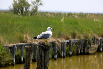 Po river (FE),  Italy - April 30, 2017: A gull on a trunk in Comacchio village, Delta Regional Park, Emilia Romagna, Italy