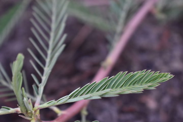 green plant in the garden