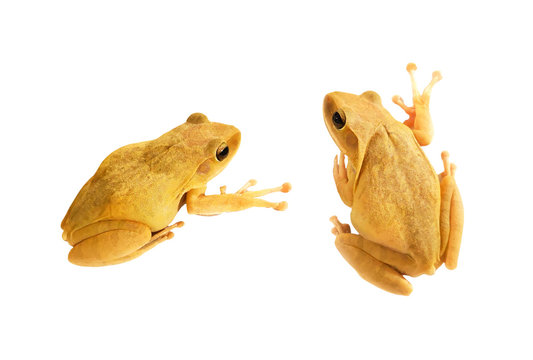 Yellow frogs on white background