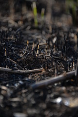 a fire in any season brings the death of plants, a fire in a meadow grass burned to the ground