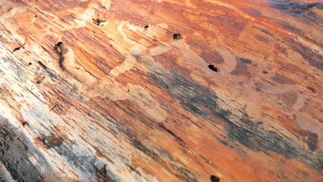 Bark beetle gallery engraving on spruce wood marks. Traces of beetles under the bark