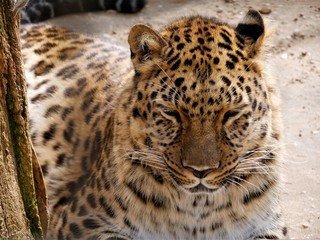  Leopard in the aviary of the zoo..