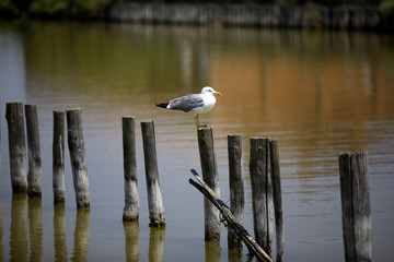 Po river (FE),  Italy - April 30, 2017: A gull on a trunk in Po river, Delta Regional Park, Emilia Romagna, Italy