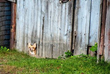 dog on fence